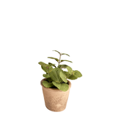 Origano in vaso